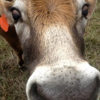 cow nose sm